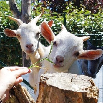 Mini ferme au camping Lann Hoëdic