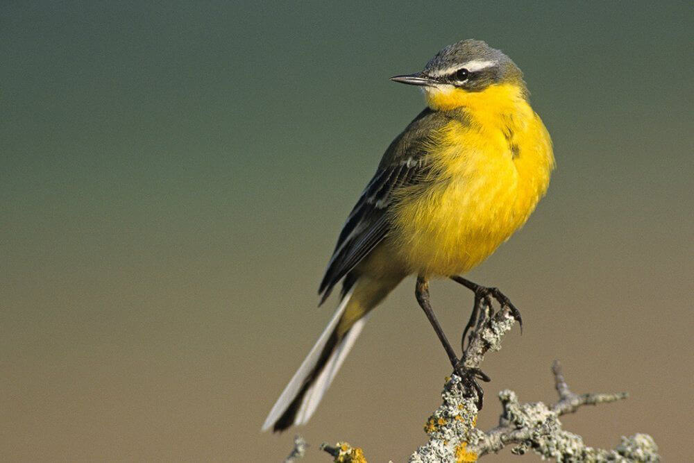 Un oiseau à Lann Hoëdic