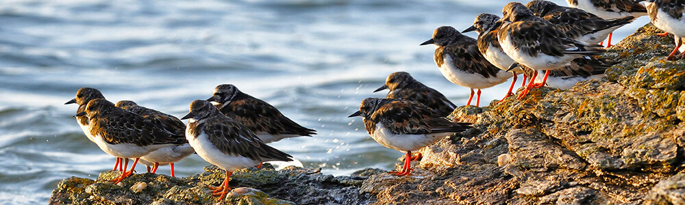 Les oiseaux de la réserve ornithologique de Sarzeau