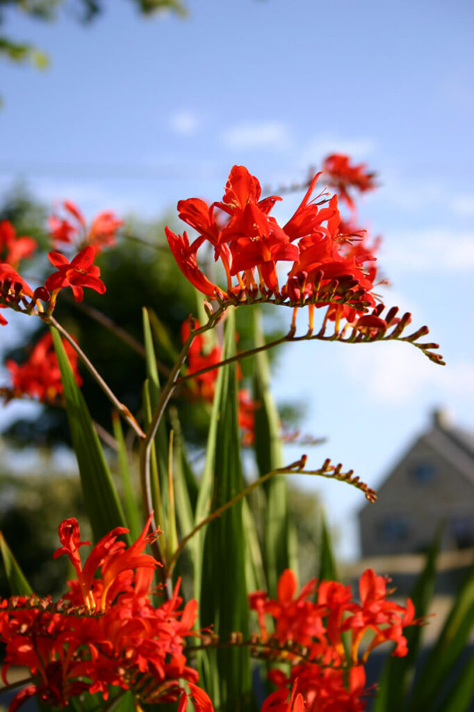 Fleurs du camping de Lann Hoëdic