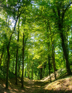 Visiter les landes de Lanvaux